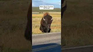 Bison runs tourists off road #bison #animalcrossing #animalslover #wildanimals #animalshorts #funny