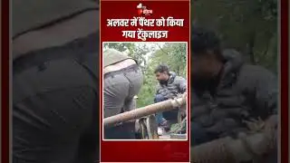 अलवर में पैंथर को किया गया ट्रेंकुलाइज | Rajasthan Forest Department | Panther In Alwar