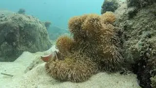 World Oceans Day Video