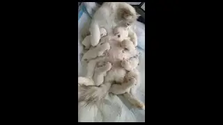 baby cats :drinking milk:7 new born baby cats drinking  moms milk