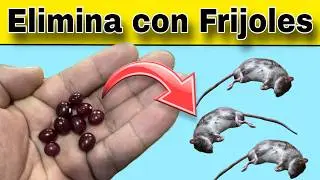 El secreto casero que ahuyenta ratones sin gastar dinero