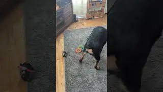 Bark box day I think Hondo likes the new Toys #foryou #fouryoupage #fyp #barkbox #rottweiler