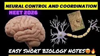 Neural control and co-ordination 🧠🔥| PART 2 | NCERT EASY SHORT NOTES| NEET 2026| #komalgarg #biology