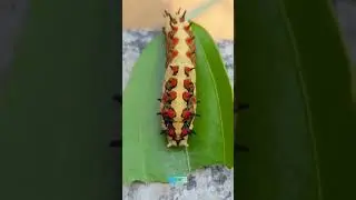 Red spotted Black spiked Caterpillar🐛 | Fat Yellow caterpillars | Somewhere Southwest