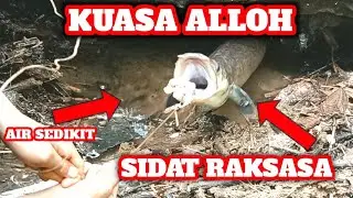 Mancing Sidat Monster Tak Terduga !!.. Ternyata Bersarang Di Air Sedikit..