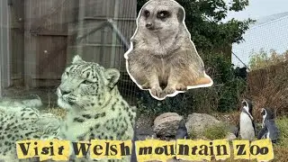 Visit Welsh Mountain Zoo 2025 || summer Holiday 