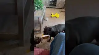 Baby Frenchie fights with Pug/Pitty mix sisters for toy!#frenchbulldog #pitbull
