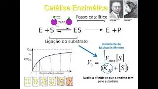 Princípios básicos da Catálise Enzimática