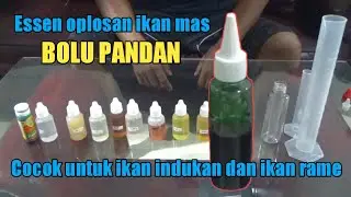 Cara membuat essen oplosan ikan mas || Bolu Pandan || cocok untuk semua ukuran ikan