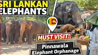 This Big Elephant&rsquo;s Feeding Time Will Melt Your Heart | #elephant #animals #babyelephant #wildlife 