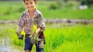 Which district is called rice Bowl of Kashmir