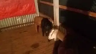 #goat #beautifullgoats #goatfarming #EVERY NIGHT CHAKEING MY GOAT FARM @@