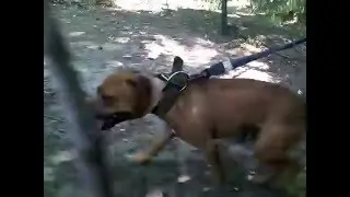 apbt mexico etrenando en cerro