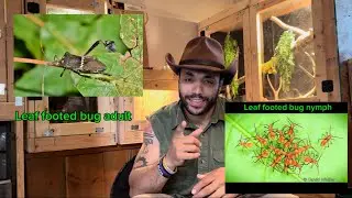 Let&rsquo;s learn about leaf footed bugs 