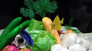 キイロハギさんとナンヨウハギさん。