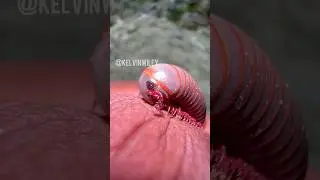 American Giant Millipede Handling!