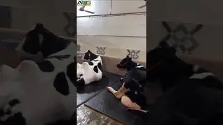 மாடுகளை தூக்க இனி ஆட்கள் தேவையில்லை ARG ன் Cow Lifting Machine#farmingtools#cow#agriculture#farming