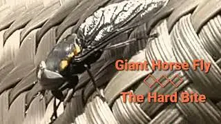 Giant Horse Fly◇◇The Hard Bite
