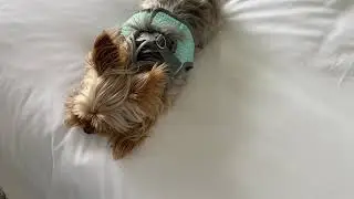 PUPSTER PARADISE - Pupsta-Cam ShortPost Video | Romero Channel