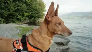 Luci - a Podenco Andaluz