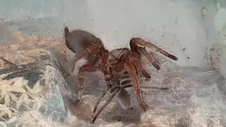 Selenotypus Sp4 Tarantulas Mating.