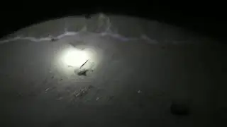 Baby turtles crawl back to the water