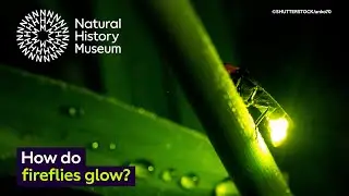 How do fireflies glow? | Surprising Science