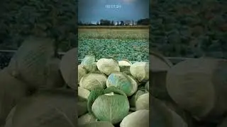 From Large Fields to Trucks: Efficient Modern Cabbage Harvesting! #AgriculturalInnovation