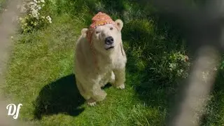Dolittle : Polar Bear Trap