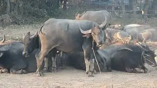Many large buffaloes are living together.🐃🐃🐃🦬🦬