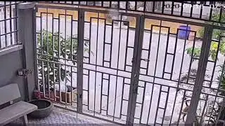 5 dogs attacked with 1 baby cat...