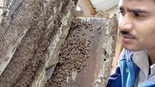 LOCAL DHINDHOR BEEHIVE ❤️