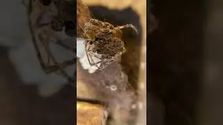 Walnut Orb Weaver Male Feeding Moth