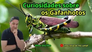 8 - Curiosidades sobre os Gafanhotos que Voc&ecirc; nunca Viu.