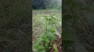 Tanaman cabe ori 212 di krawang sangat subur hari 64 hari 