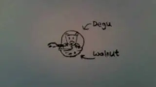 Degu + Walnut  Animation