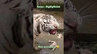 Тигр & Zoo #tiger #тигр #tigers #тигры #zoo #зоопарк #animals #животные #nature #природа #food #еда