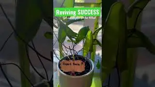 Successful Heart Fern Plant Revival #shorts #indoorplant