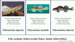 Fisk, ordning Abborrartade fiskar, familj Abborrfiskar etheostoma percina ammocrypta fish clara