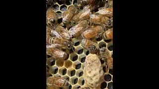 Queen Hive Swarming