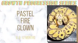 Pastel Fire Clown Ball Python Baby to Sub-Adult Size Growth-Growth Progression Series