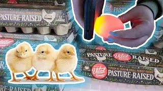ВЫРАЩИВАНИЕ КУПЛЕННЫХ В МАГАЗИНЕ ЯИЦ... будет ли это работать?