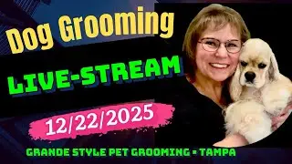 Dog Grooming Livestream. Dog haircuts, dog bathing, nail clipping. Dog Grooming Tampa. Pet Grooming.