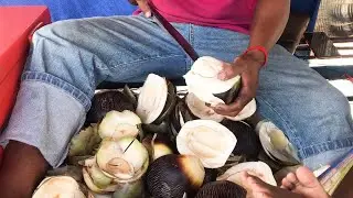 How to cut open palmyra palm fruit? Farm Fresh PALM FRUIT Cutting, palm juice
