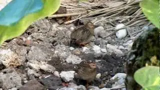 Die Zwergwachtel, Caille de Chine, Chinese Painted Quail at Papiliorama