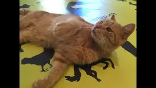 In Memoriam: Garfield - der K&ouml;nig vom Refugium
