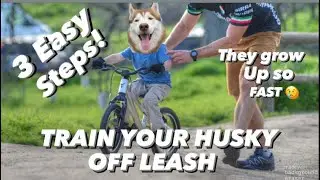 Teach your Husky to be off-leash Forever! (3 easy steps)