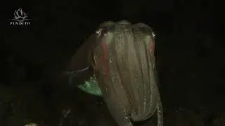 Sepia pharaonis filmed in Komodo from the Pindito liveaboard