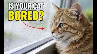 5 Science-Based Signs Your Cat Is Secretly Miserable | Indoor Cat Boredom Dangerous Than You Think