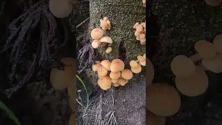 fungi @trippytippi #fungi #forestfungi #mushroom #mycelium
